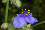 Hairyflower spiderwort